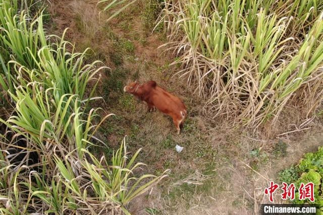 云南临沧:公牛发狂伤人逃窜 民警果断将其击毙