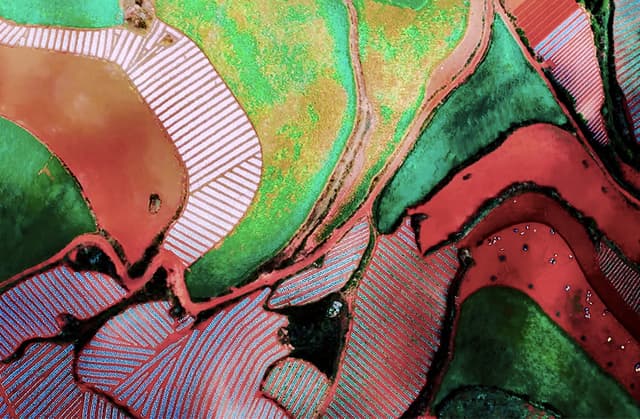 云南东川:青稞收割忙 斑斓大地美如画