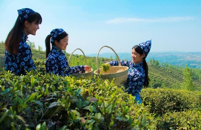 湖北郧西:一叶春茶兴乡村