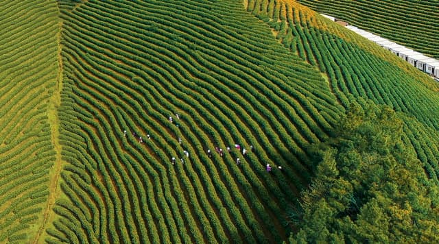 安徽广德:“黄金芽”迎来采摘黄金期