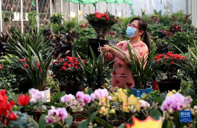 河北新河:发展特色种植 助力乡村振兴